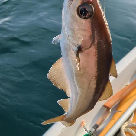 Svaert Nydelig Fritidshytte * Forland